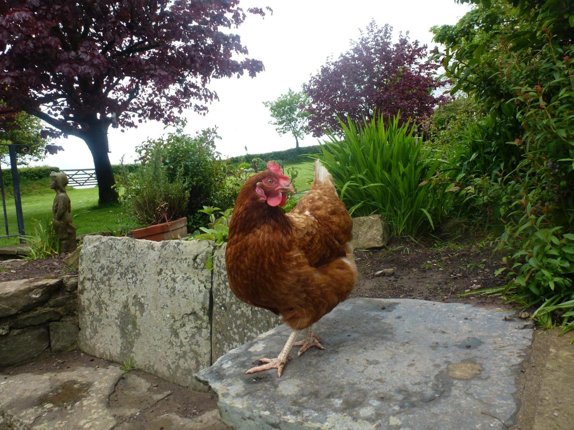 Kidwelly Farmhouse B&B Exterior foto